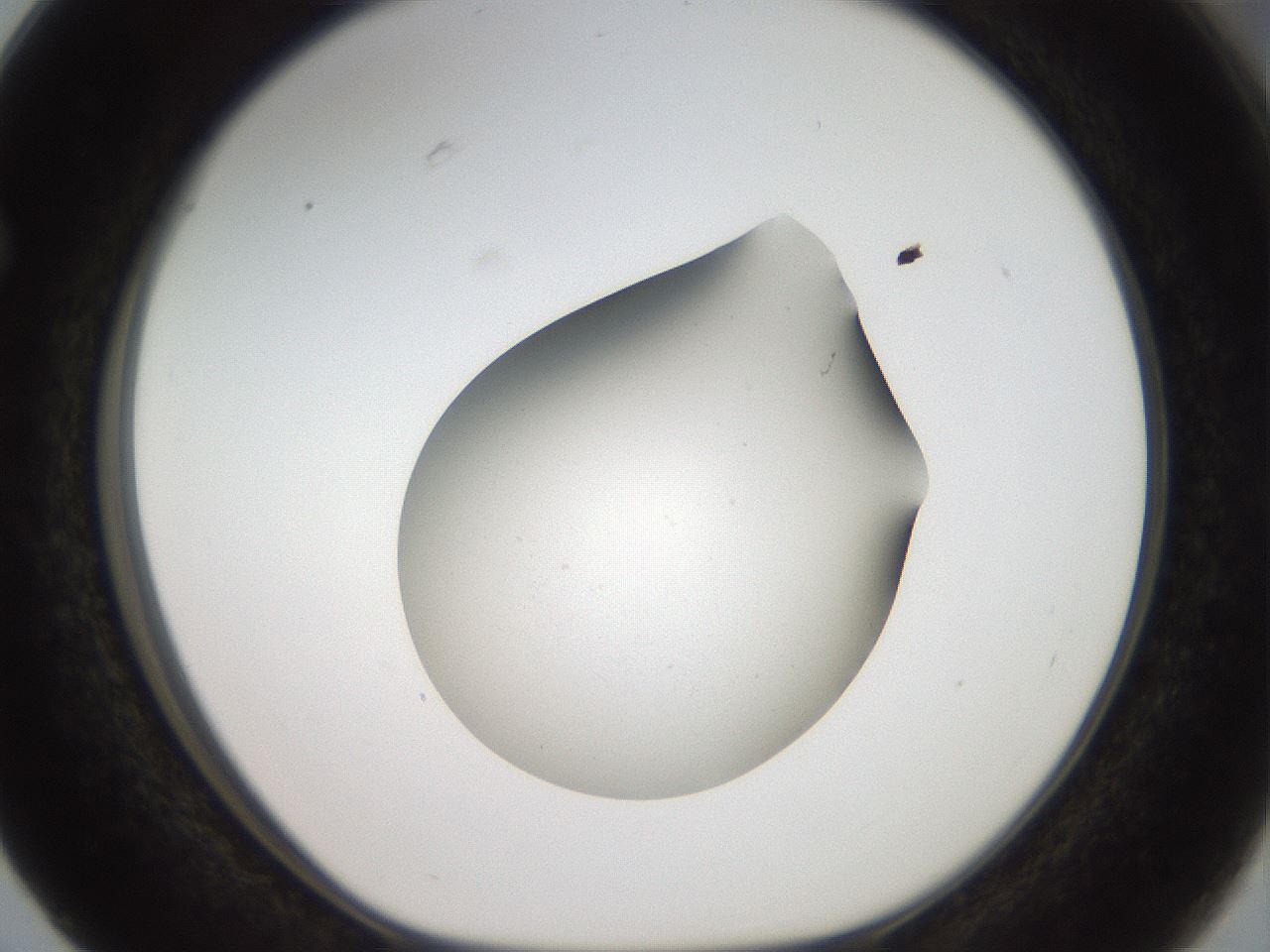 folderID40_plateID2040_batchID8993_wellNum63_profileID1_d1_r137587_ef.jpg