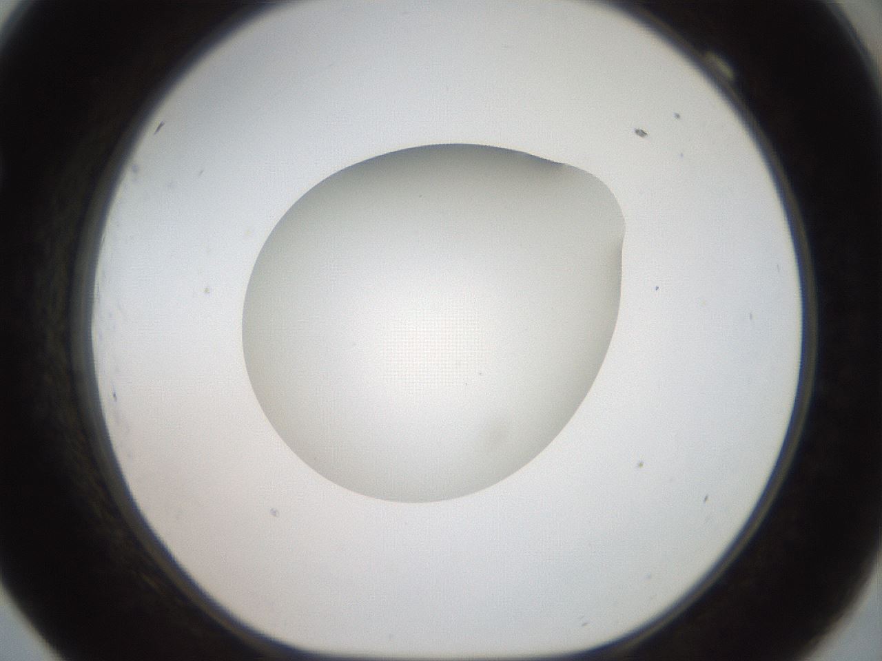 folderID40_plateID2040_batchID8993_wellNum69_profileID1_d1_r137599_ef.jpg