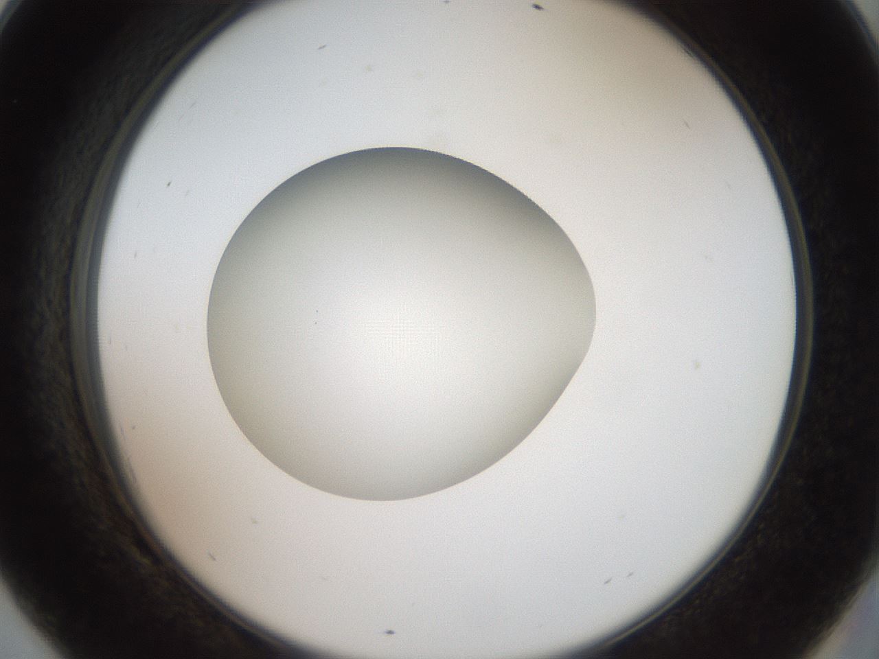 folderID40_plateID2040_batchID8993_wellNum69_profileID1_d2_r137600_ef.jpg