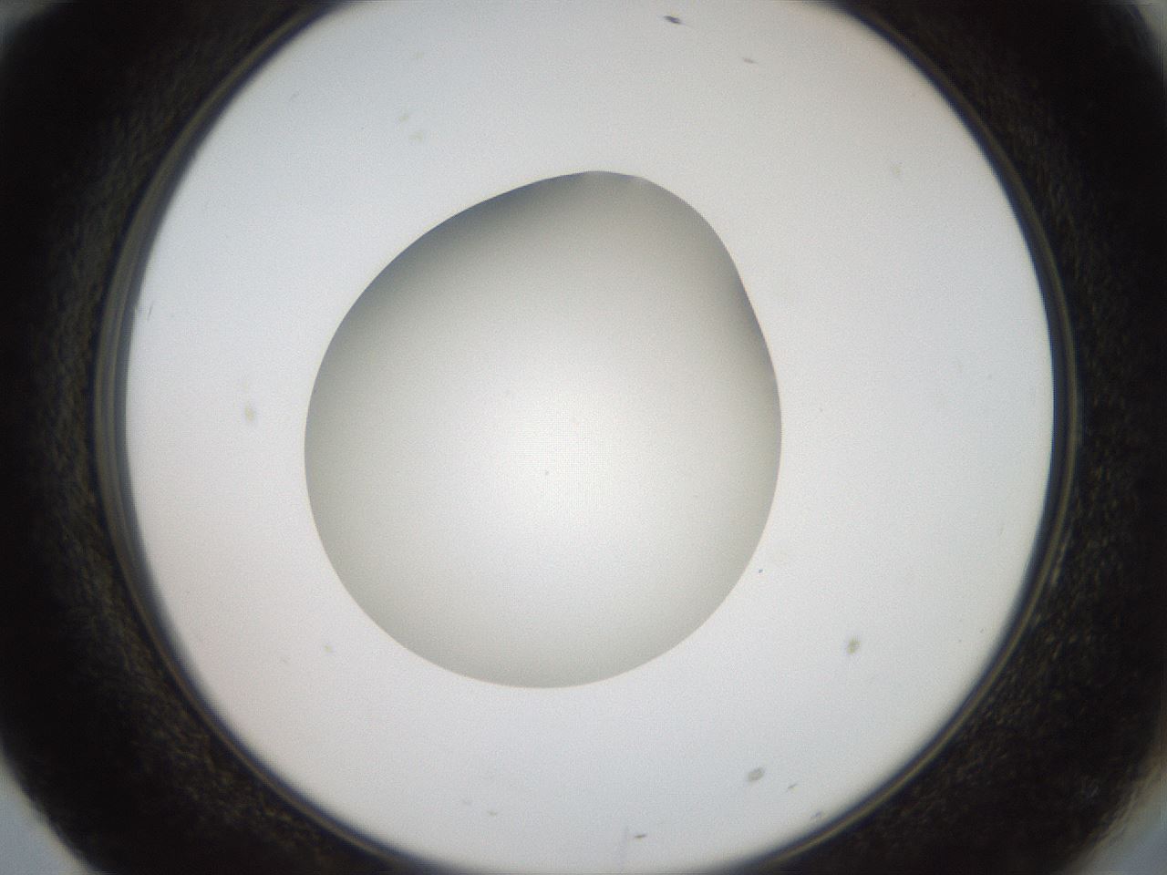 folderID40_plateID2040_batchID8993_wellNum70_profileID1_d2_r137602_ef.jpg