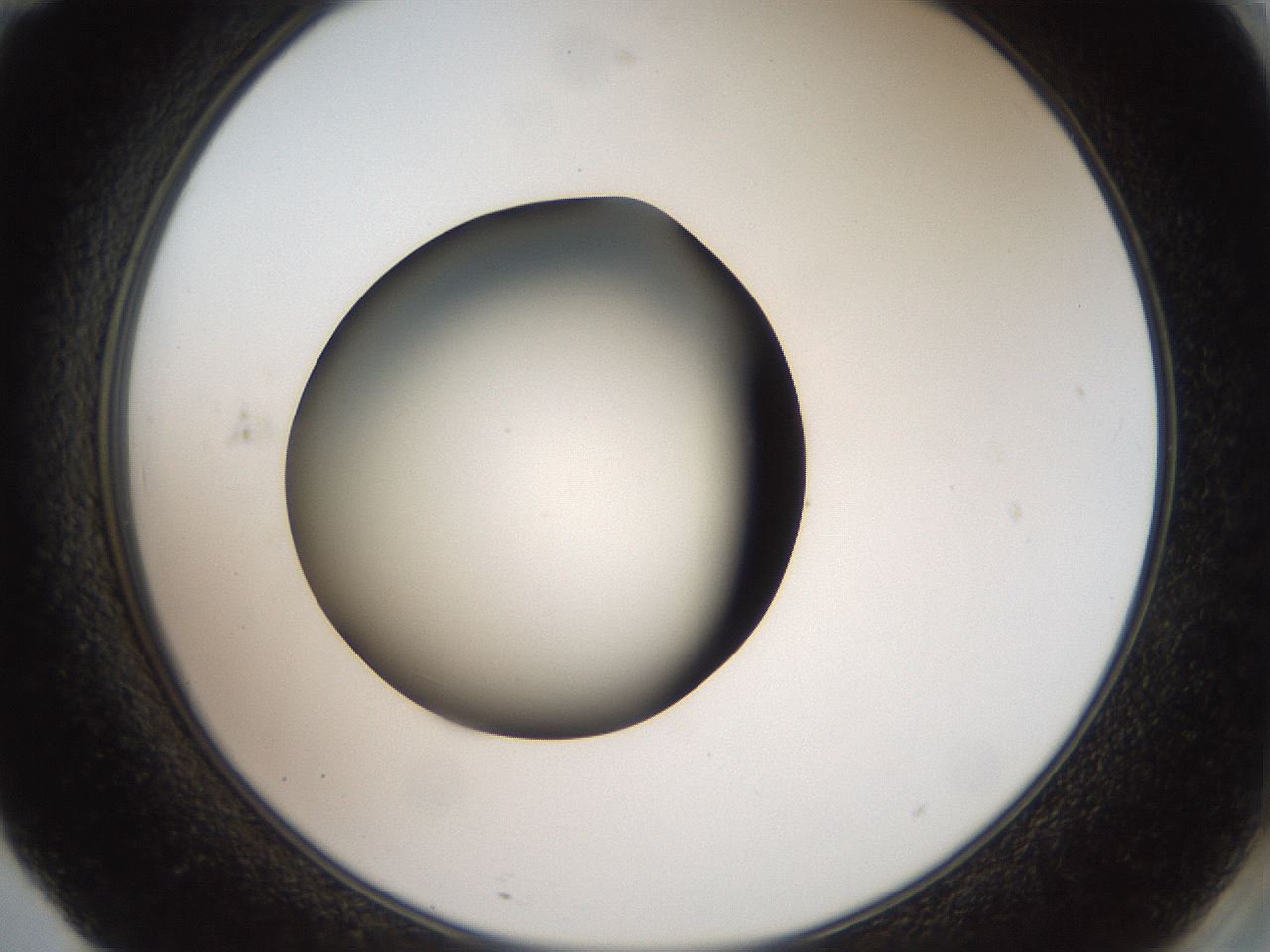 folderID40_plateID2040_batchID8993_wellNum71_profileID1_d2_r137604_ef.jpg
