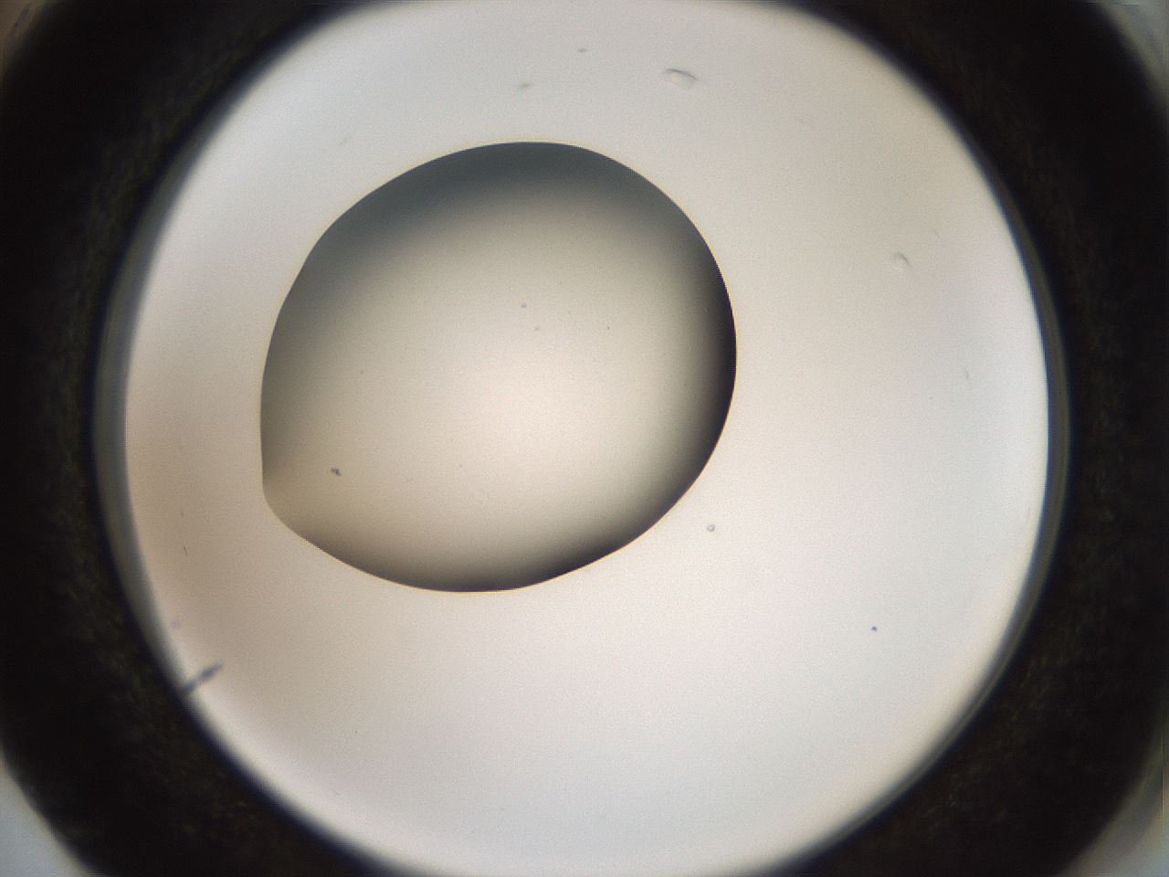 folderID40_plateID2040_batchID8993_wellNum74_profileID1_d2_r137610_ef.jpg