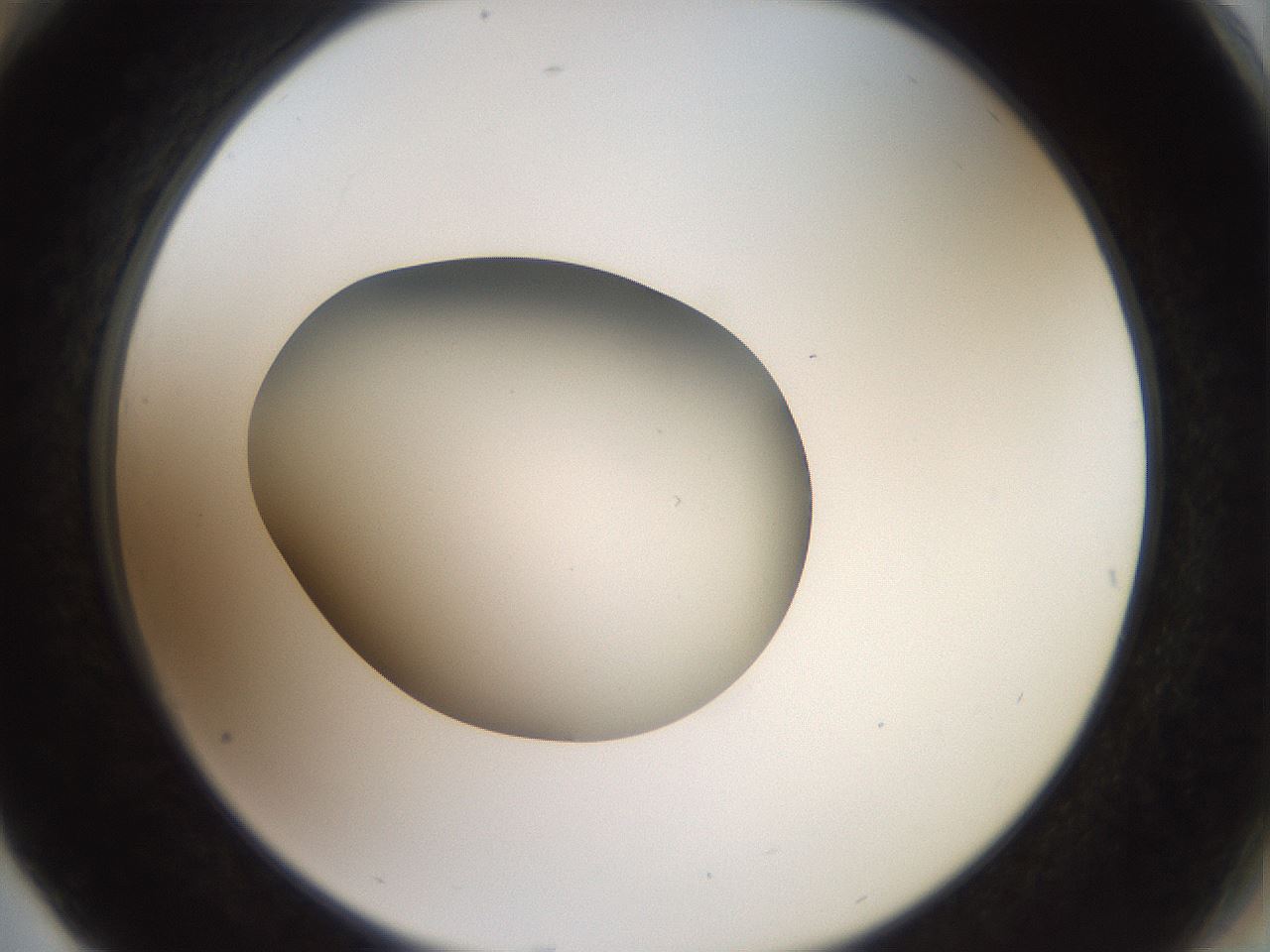 folderID40_plateID2040_batchID8993_wellNum76_profileID1_d2_r137614_ef.jpg
