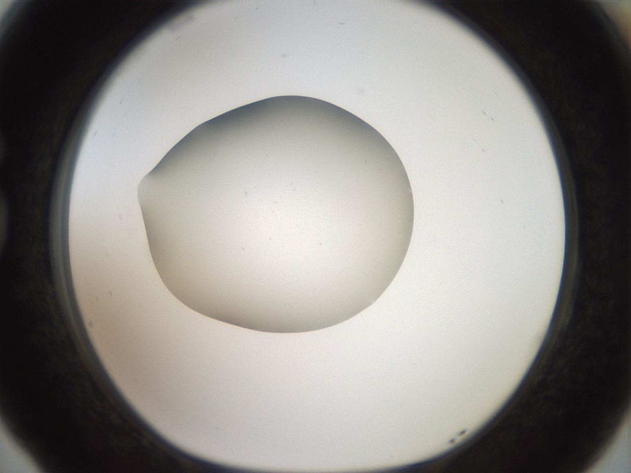 folderID40_plateID2040_batchID8993_wellNum77_profileID1_d1_r137615_ef.jpg