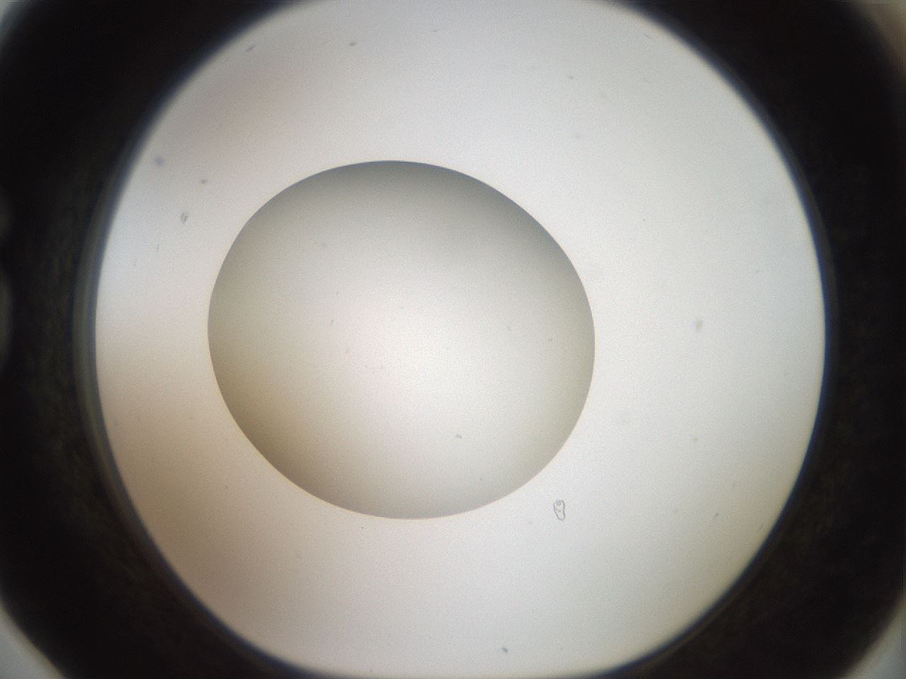folderID40_plateID2040_batchID8993_wellNum78_profileID1_d1_r137617_ef.jpg
