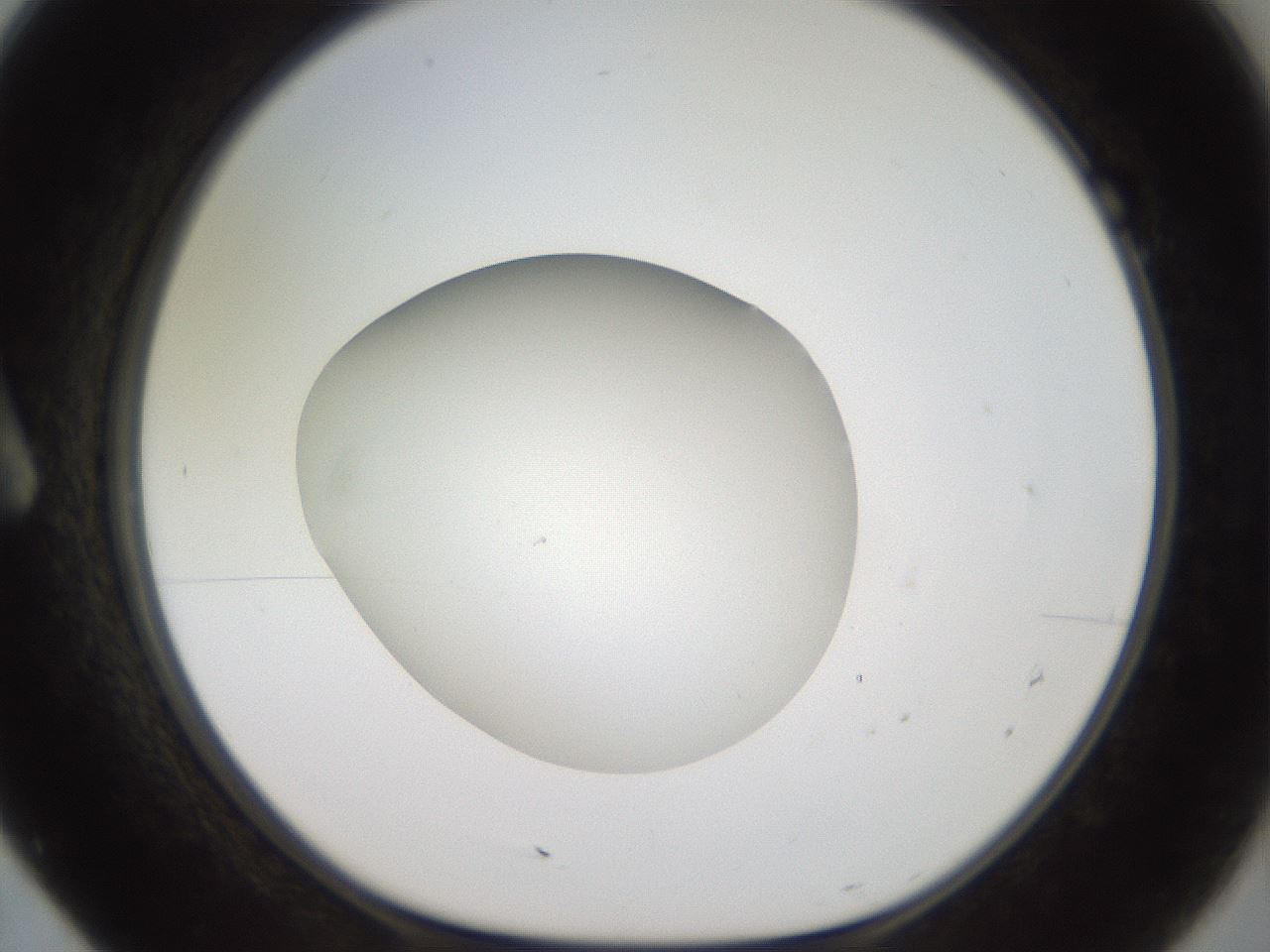folderID40_plateID2040_batchID8993_wellNum7_profileID1_d1_r137475_ef.jpg