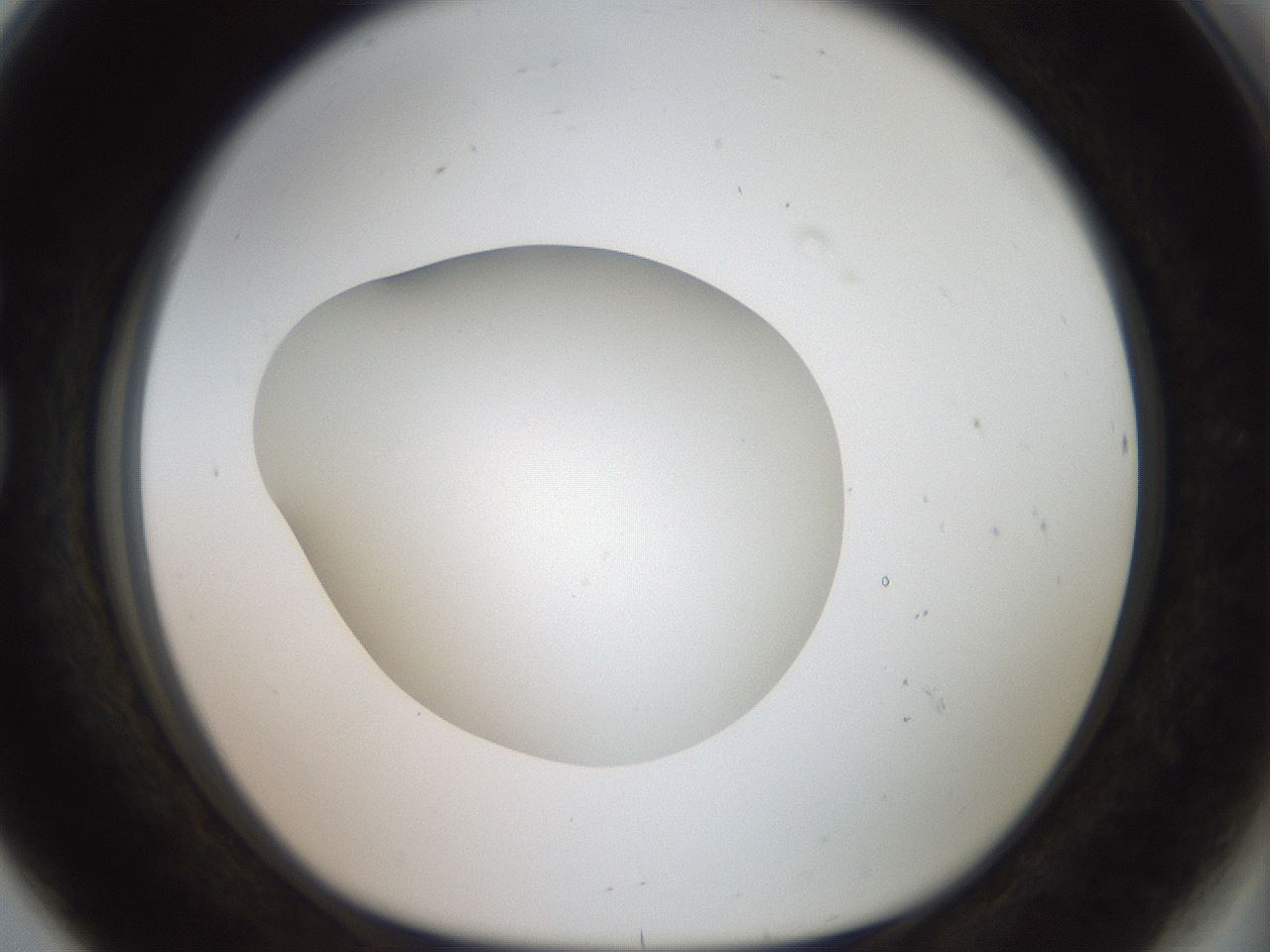 folderID40_plateID2040_batchID8993_wellNum80_profileID1_d1_r137621_ef.jpg