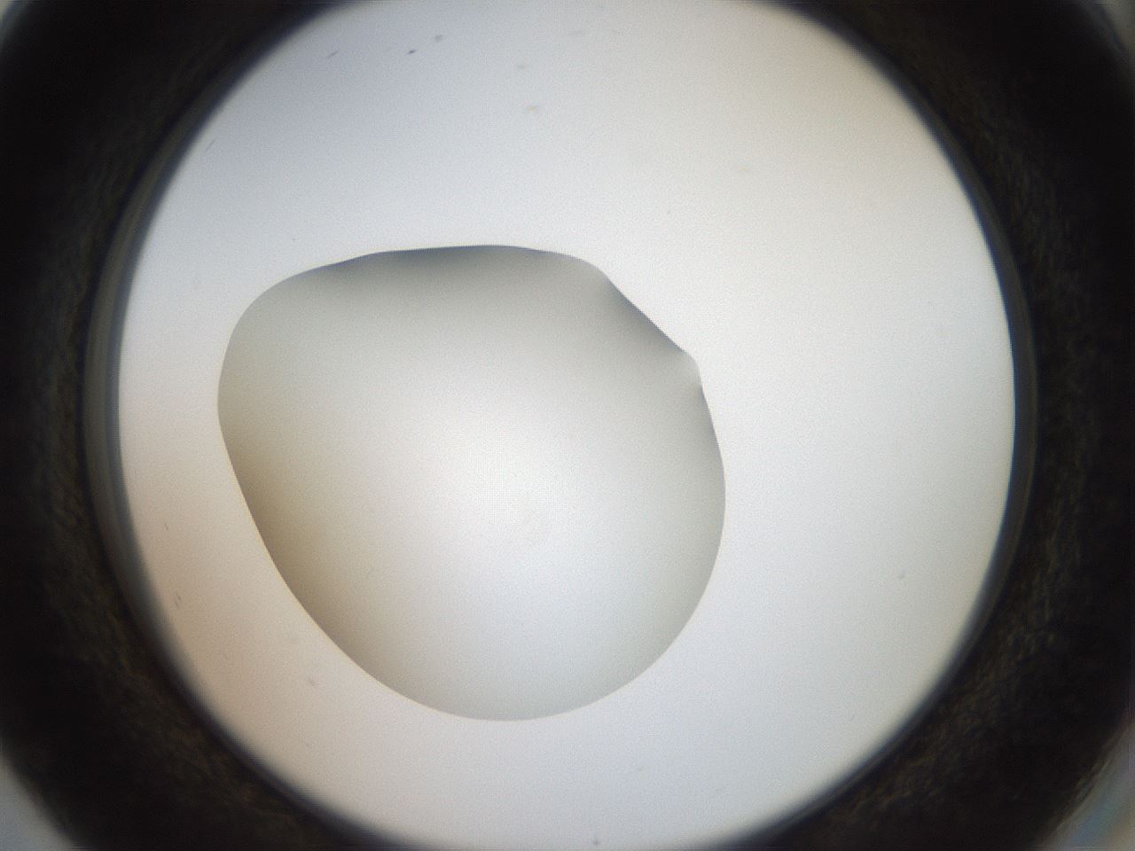 folderID40_plateID2040_batchID8993_wellNum80_profileID1_d2_r137622_ef.jpg