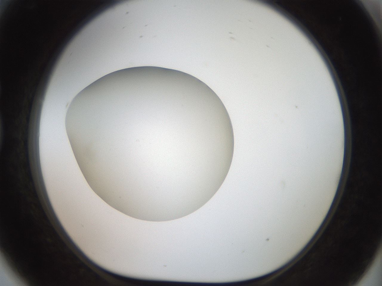 folderID40_plateID2040_batchID8993_wellNum81_profileID1_d1_r137623_ef.jpg
