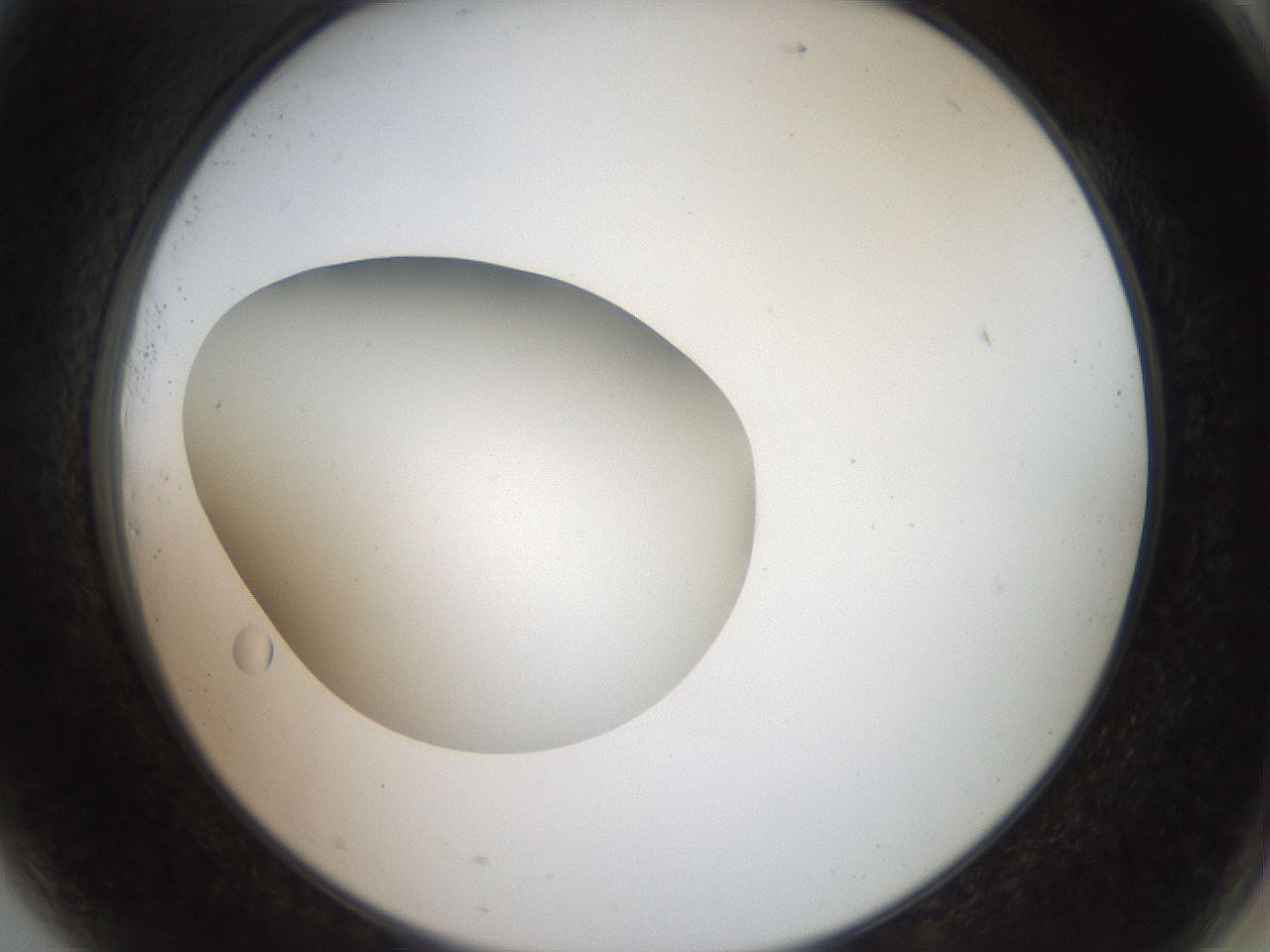 folderID40_plateID2040_batchID8993_wellNum81_profileID1_d2_r137624_ef.jpg