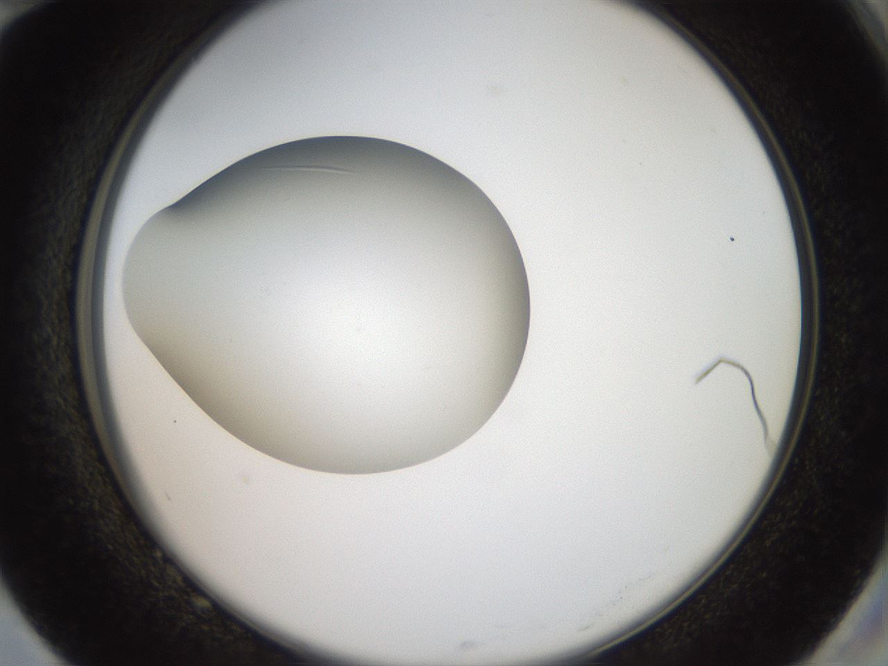 folderID40_plateID2040_batchID8993_wellNum82_profileID1_d2_r137626_ef.jpg