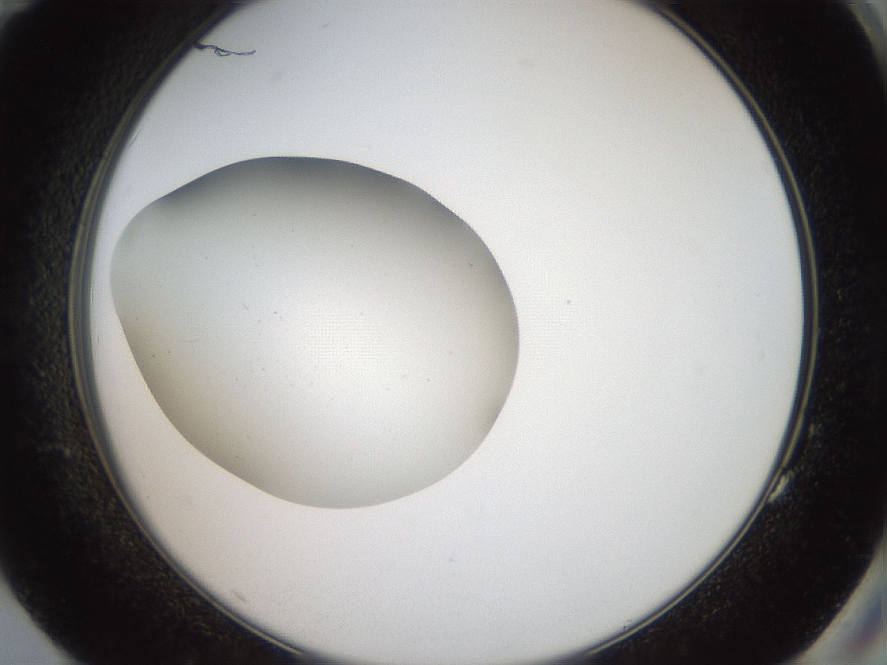 folderID40_plateID2040_batchID8993_wellNum83_profileID1_d2_r137628_ef.jpg