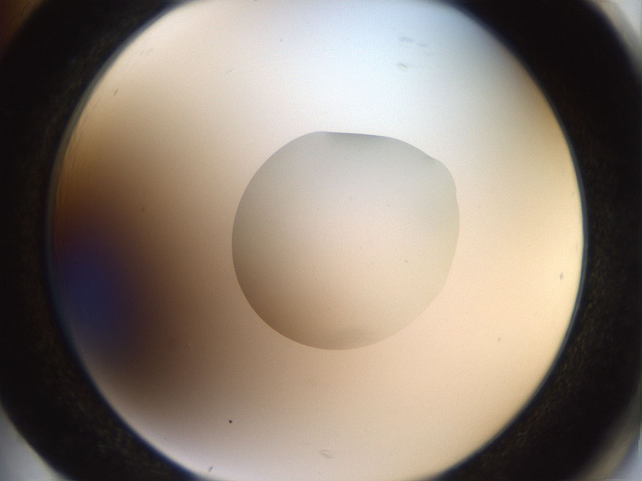 folderID40_plateID2040_batchID8993_wellNum85_profileID1_d2_r137632_ef.jpg
