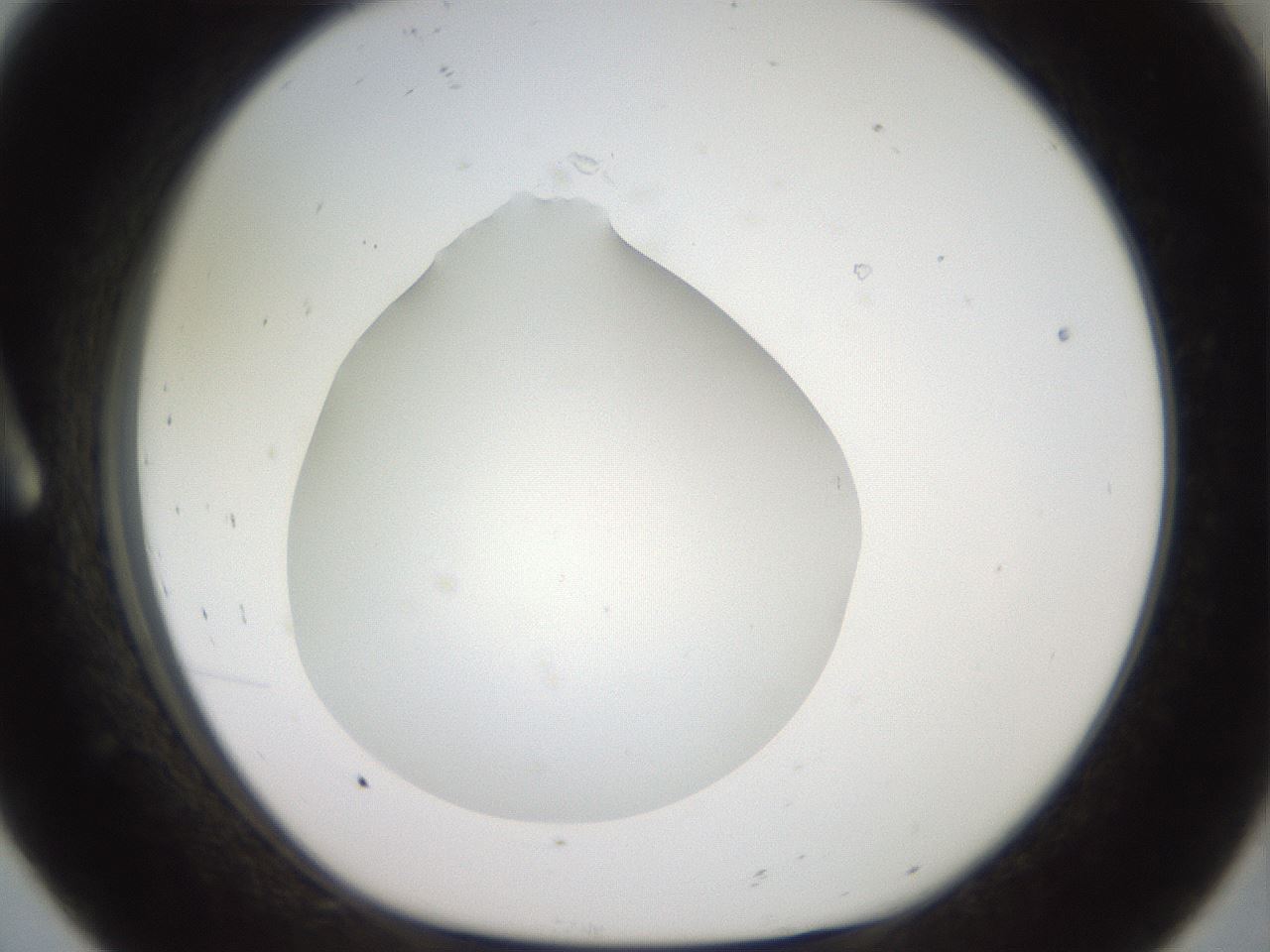 folderID40_plateID2040_batchID8993_wellNum8_profileID1_d1_r137477_ef.jpg
