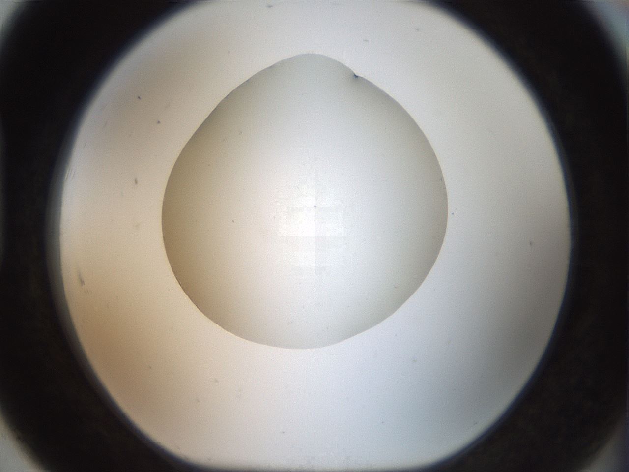 folderID40_plateID2040_batchID8993_wellNum91_profileID1_d1_r137643_ef.jpg