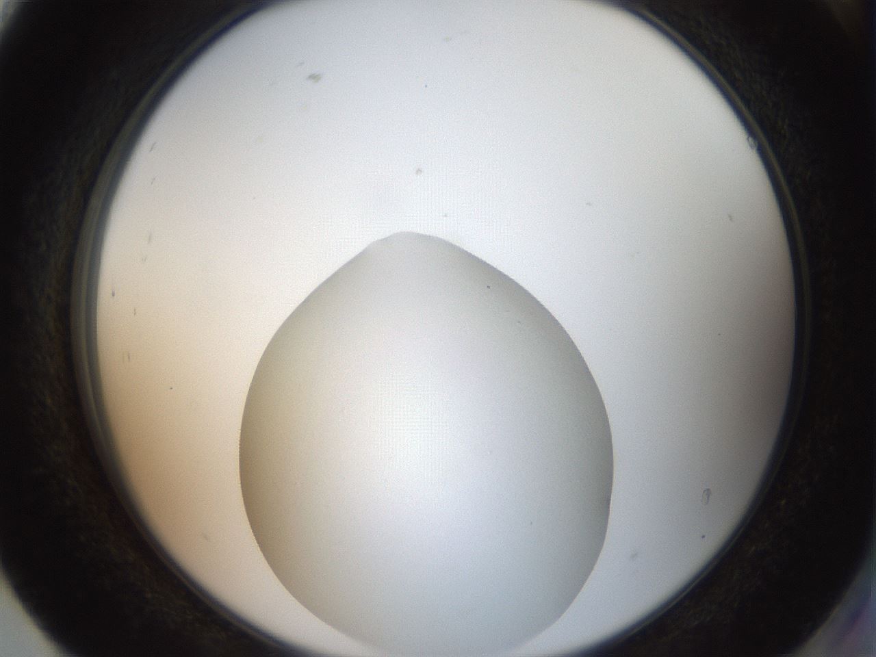 folderID40_plateID2040_batchID8993_wellNum93_profileID1_d2_r137648_ef.jpg