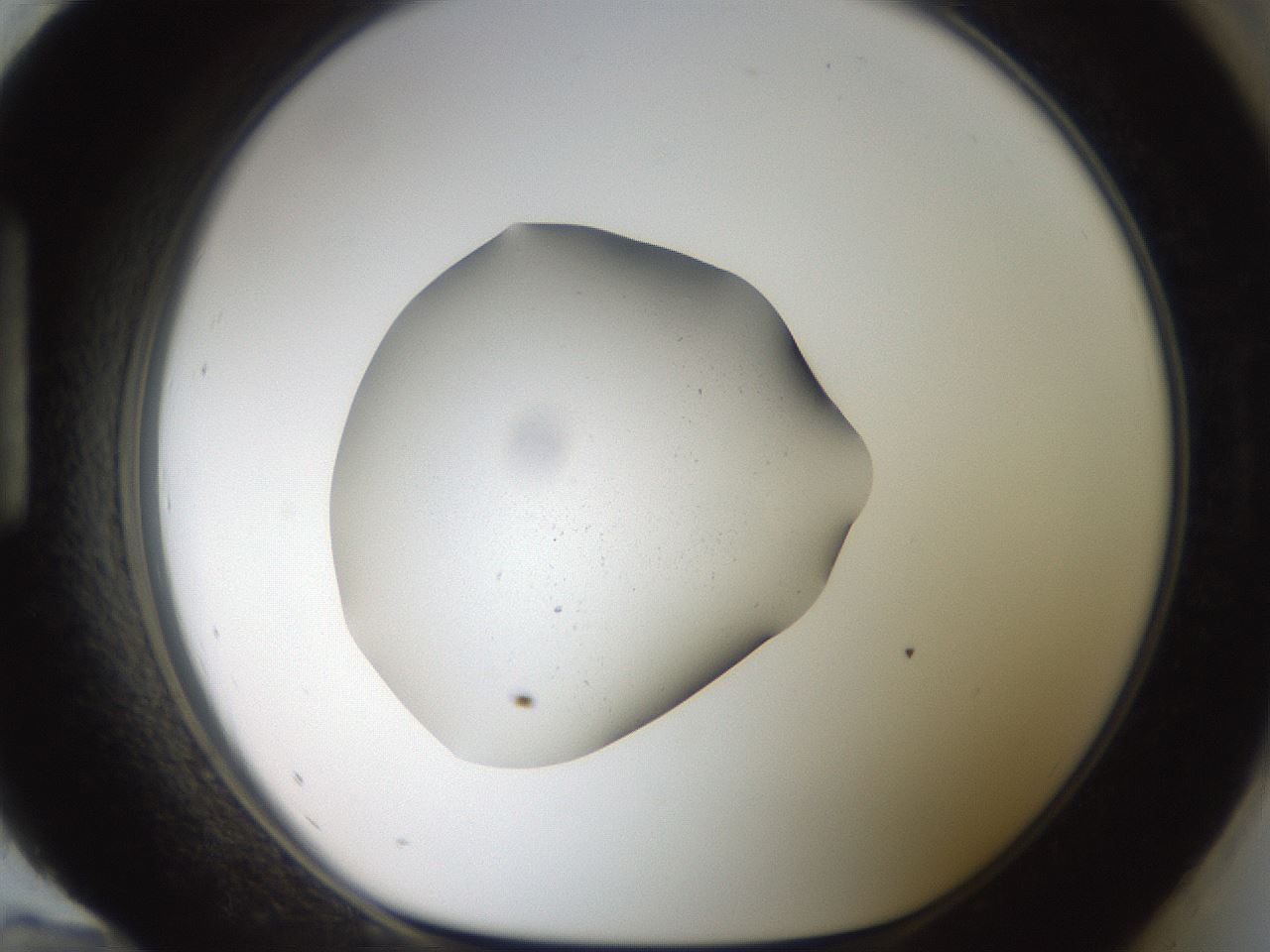 folderID40_plateID2040_batchID8993_wellNum96_profileID1_d1_r137653_ef.jpg
