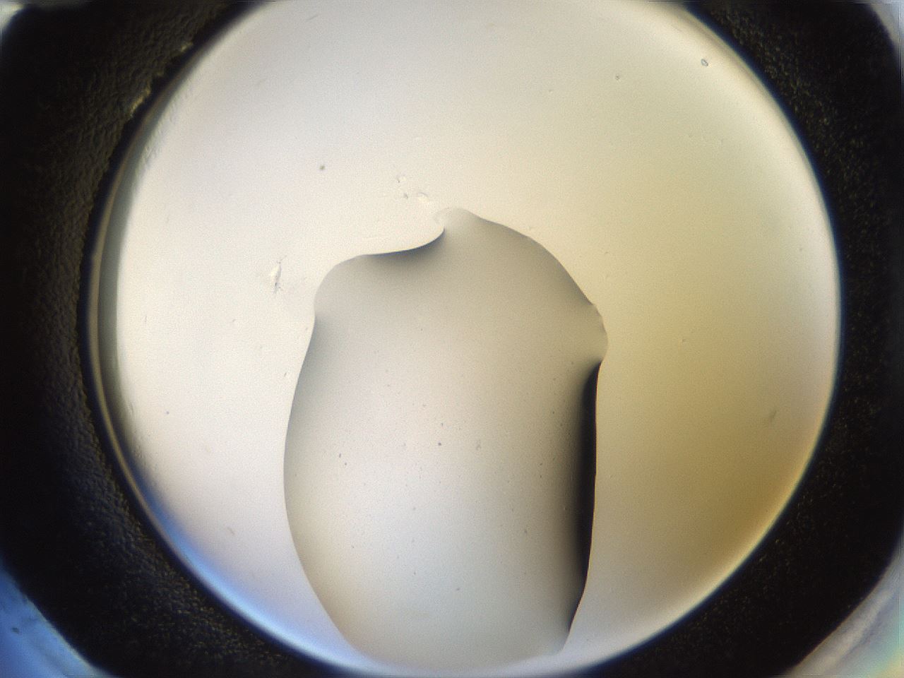 folderID40_plateID2040_batchID8993_wellNum96_profileID1_d2_r137654_ef.jpg