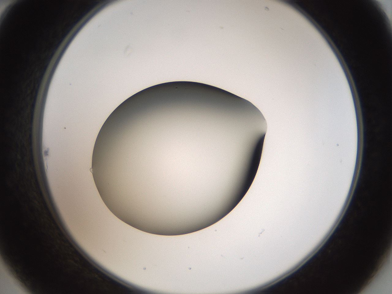 folderID40_plateID2040_batchID9008_wellNum22_profileID1_d2_r137506_ef.jpg