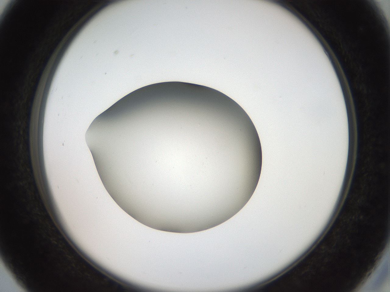 folderID40_plateID2040_batchID9008_wellNum27_profileID1_d2_r137516_ef.jpg