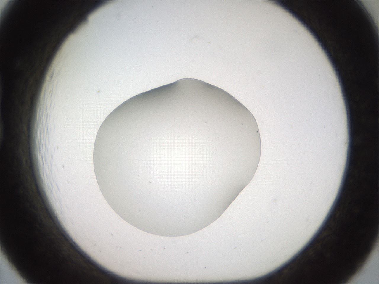 folderID40_plateID2040_batchID9008_wellNum19_profileID1_d1_r137499_ef.jpg
