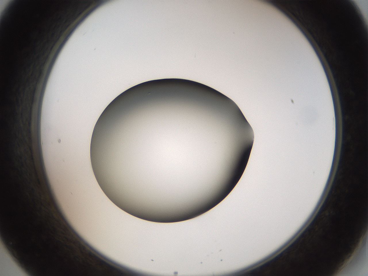 folderID40_plateID2040_batchID9008_wellNum20_profileID1_d2_r137502_ef.jpg