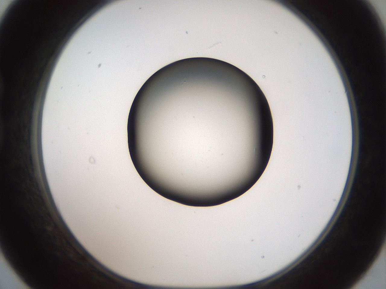 folderID40_plateID2040_batchID9008_wellNum21_profileID1_d1_r137503_ef.jpg