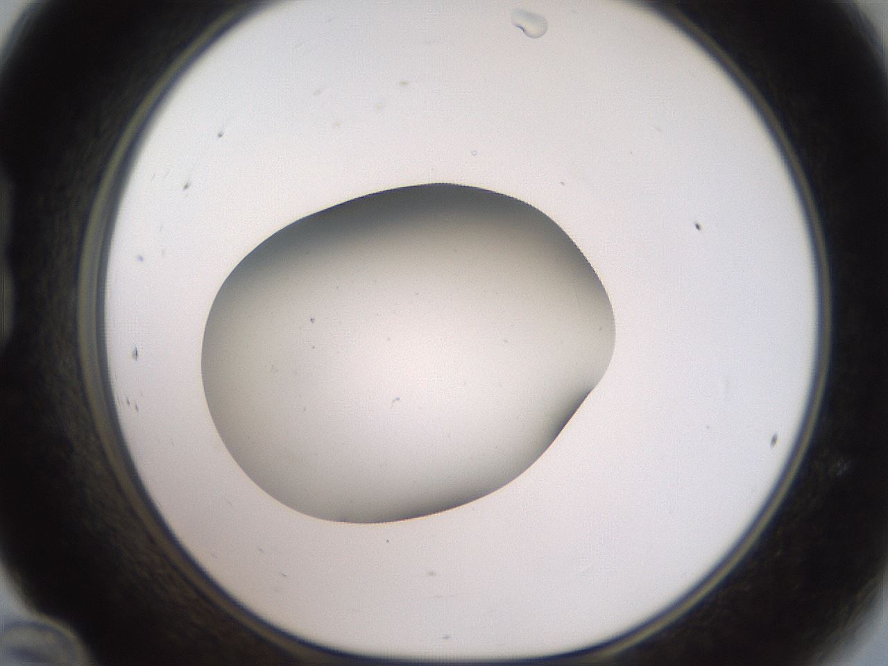 folderID40_plateID2040_batchID9008_wellNum24_profileID1_d1_r137509_ef.jpg