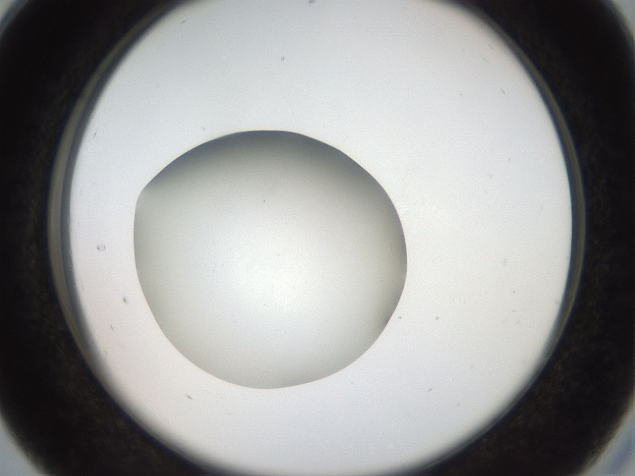 folderID40_plateID2040_batchID9008_wellNum28_profileID1_d2_r137518_ef.jpg