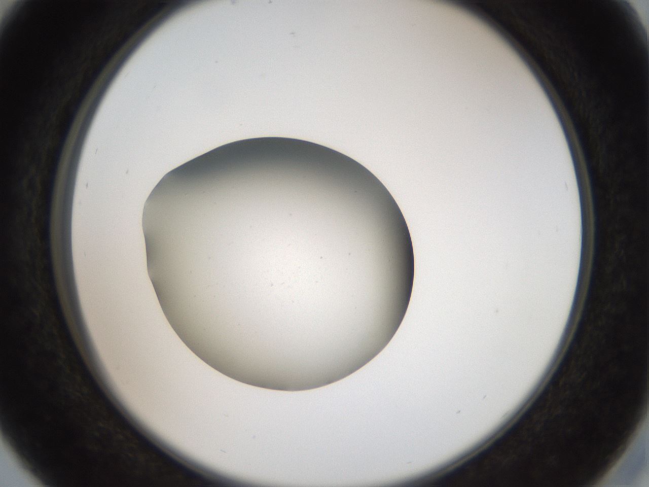 folderID40_plateID2040_batchID9008_wellNum29_profileID1_d2_r137520_ef.jpg