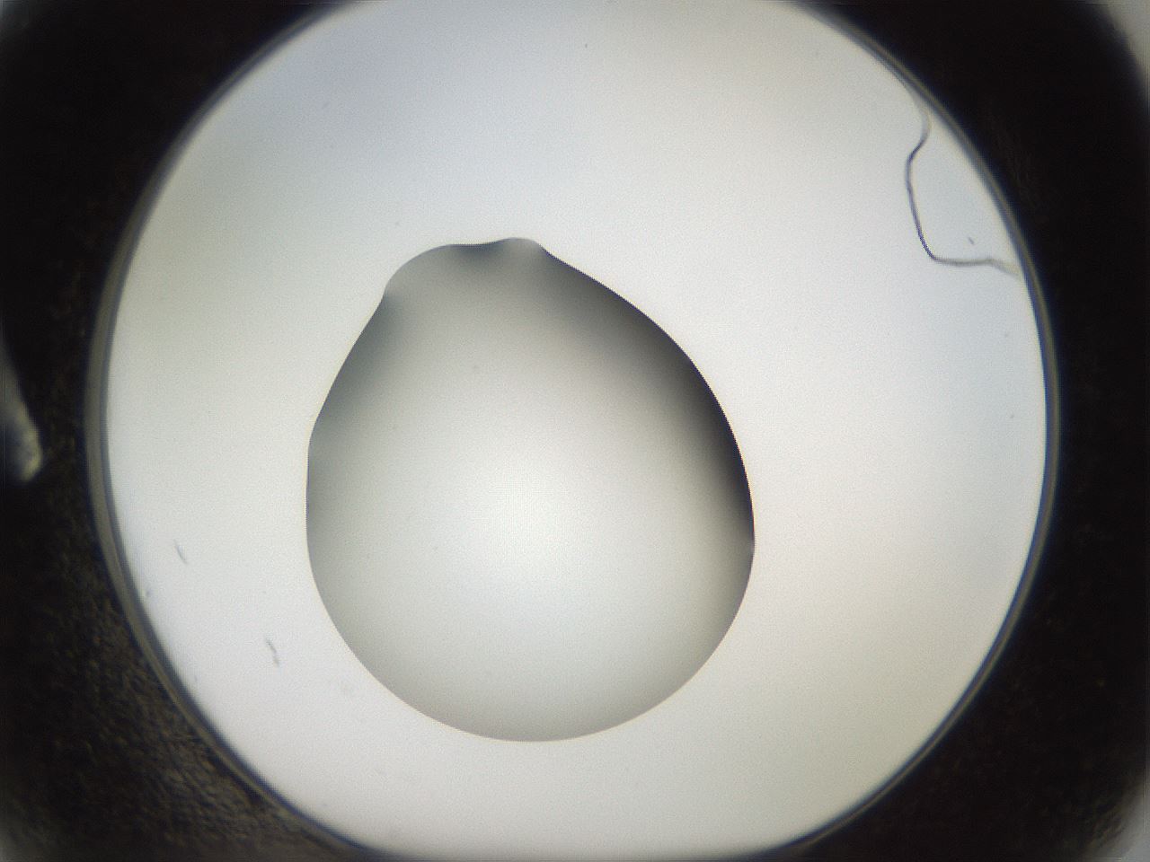 folderID40_plateID2040_batchID9008_wellNum2_profileID1_d1_r137465_ef.jpg