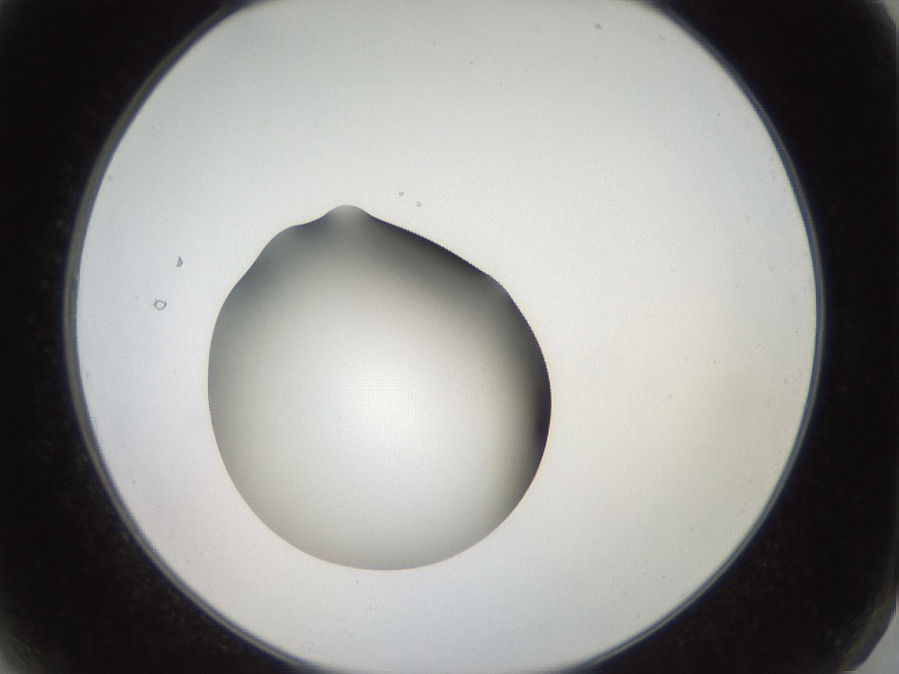 folderID40_plateID2040_batchID9008_wellNum2_profileID1_d2_r137466_ef.jpg