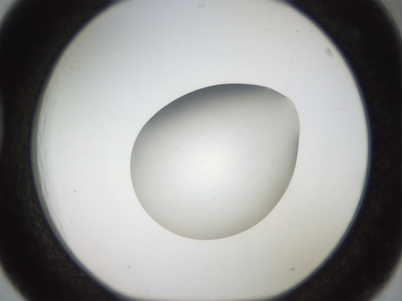 folderID40_plateID2040_batchID9008_wellNum39_profileID1_d1_r137539_ef.jpg