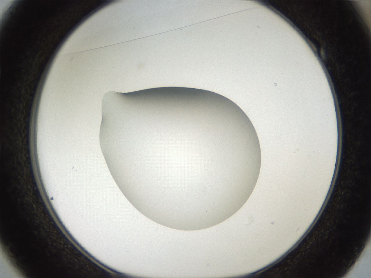 folderID40_plateID2040_batchID9008_wellNum49_profileID1_d1_r137559_ef.jpg