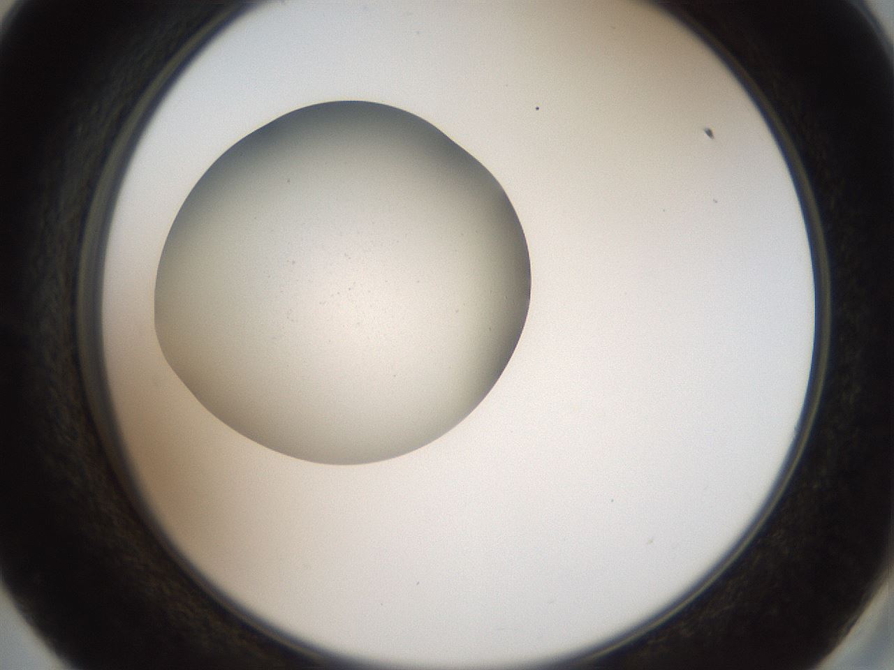 folderID40_plateID2040_batchID9008_wellNum57_profileID1_d2_r137576_ef.jpg