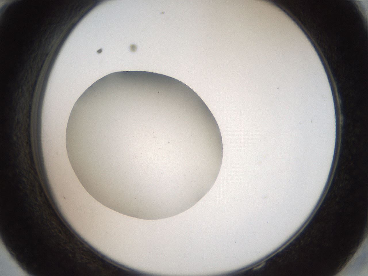 folderID40_plateID2040_batchID9008_wellNum58_profileID1_d2_r137578_ef.jpg