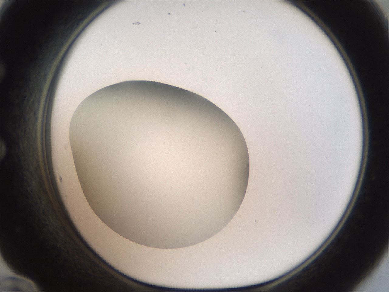 folderID40_plateID2040_batchID9008_wellNum60_profileID1_d1_r137581_ef.jpg