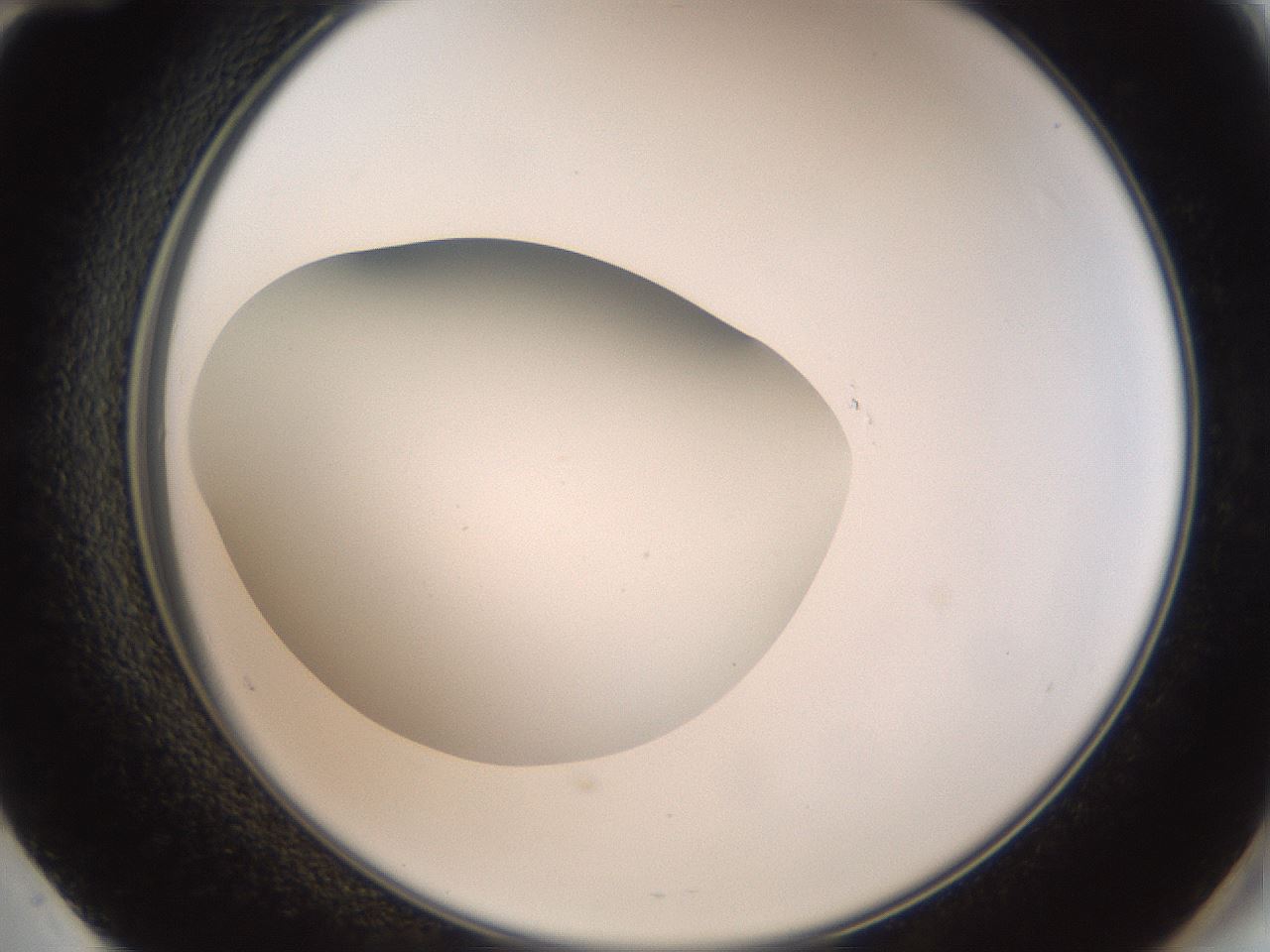 folderID40_plateID2040_batchID9008_wellNum60_profileID1_d2_r137582_ef.jpg