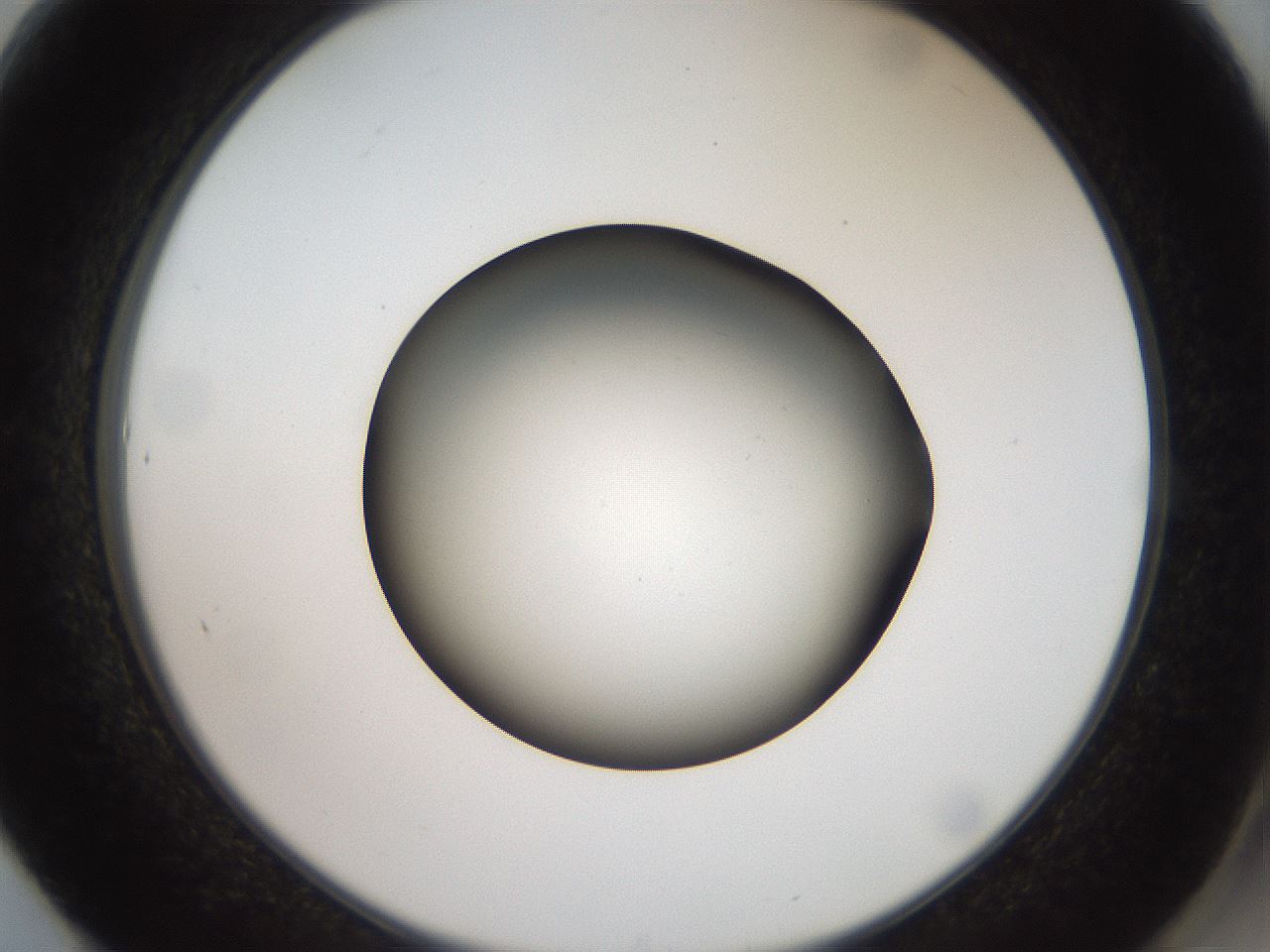 folderID40_plateID2040_batchID9008_wellNum61_profileID1_d2_r137584_ef.jpg