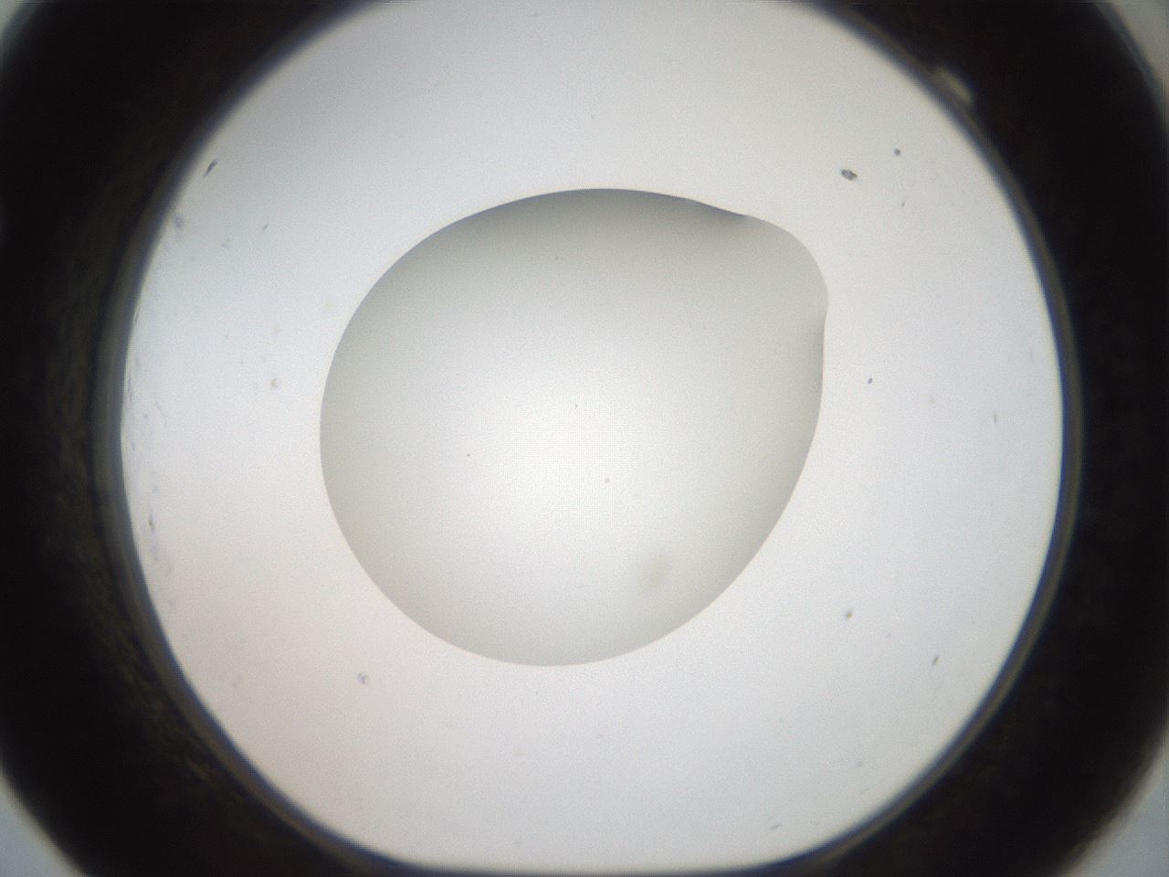 folderID40_plateID2040_batchID9008_wellNum69_profileID1_d1_r137599_ef.jpg