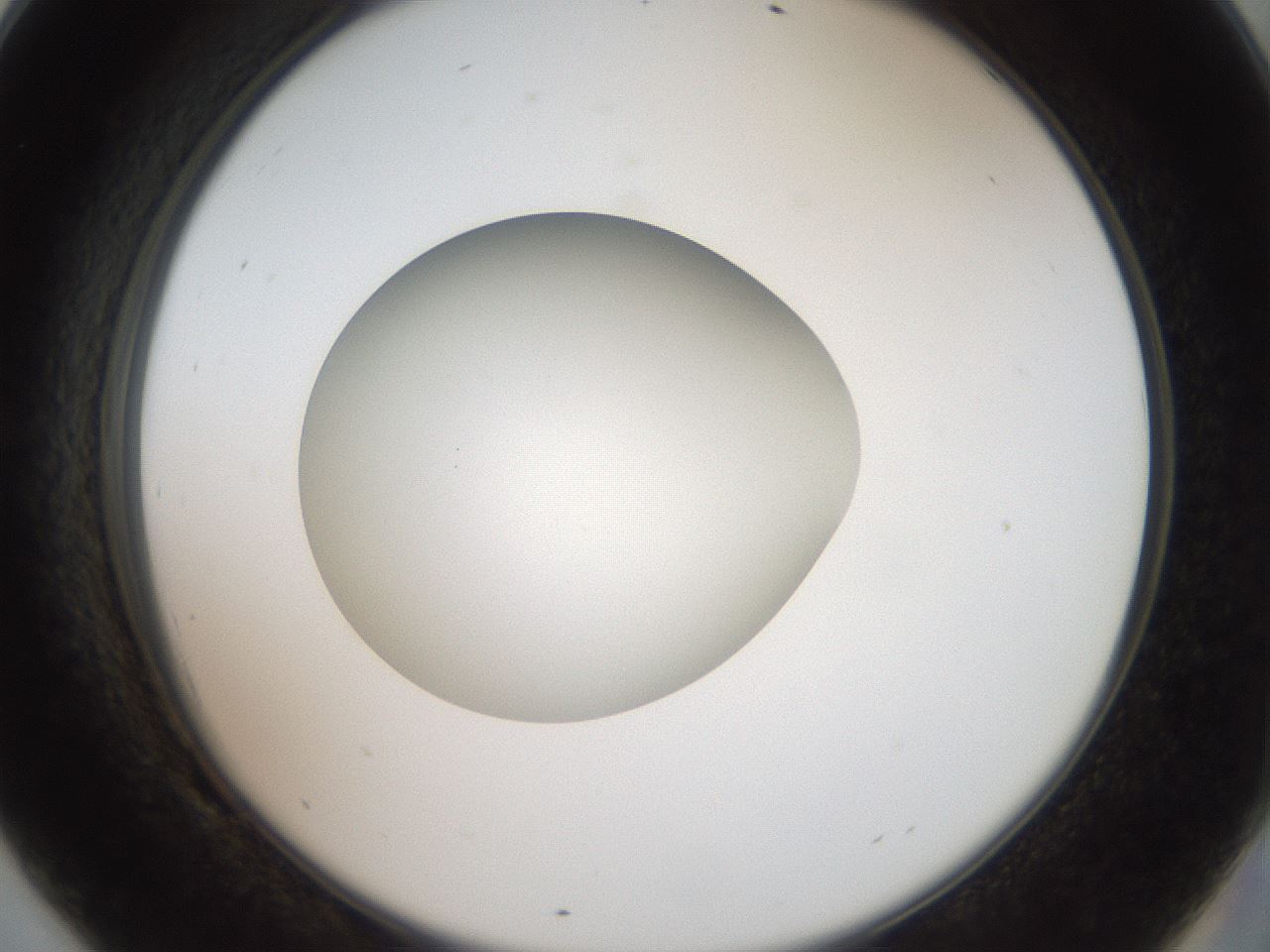 folderID40_plateID2040_batchID9008_wellNum69_profileID1_d2_r137600_ef.jpg