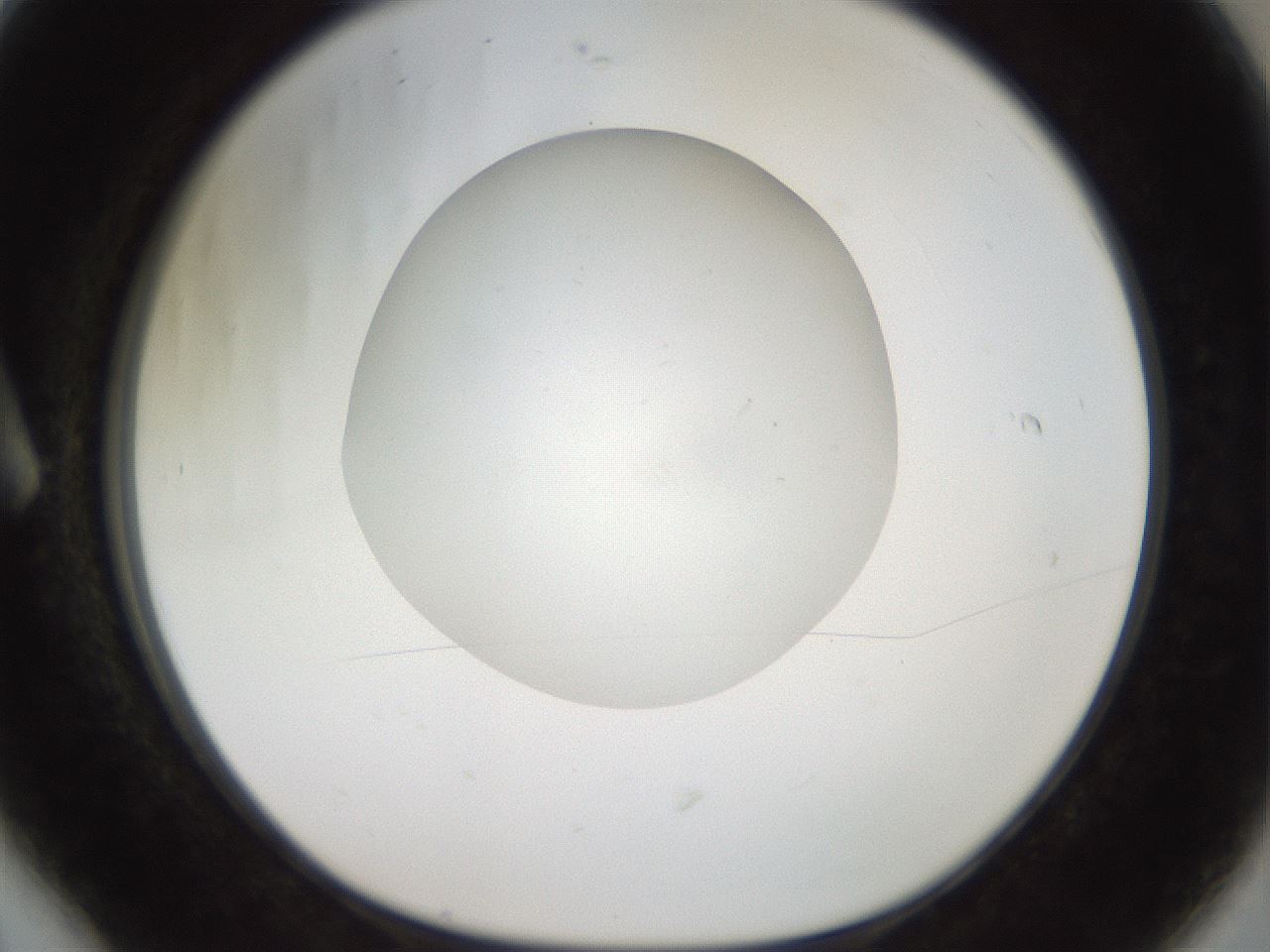 folderID40_plateID2040_batchID9008_wellNum6_profileID1_d1_r137473_ef.jpg