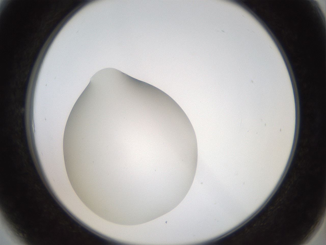 folderID40_plateID2040_batchID9008_wellNum6_profileID1_d2_r137474_ef.jpg
