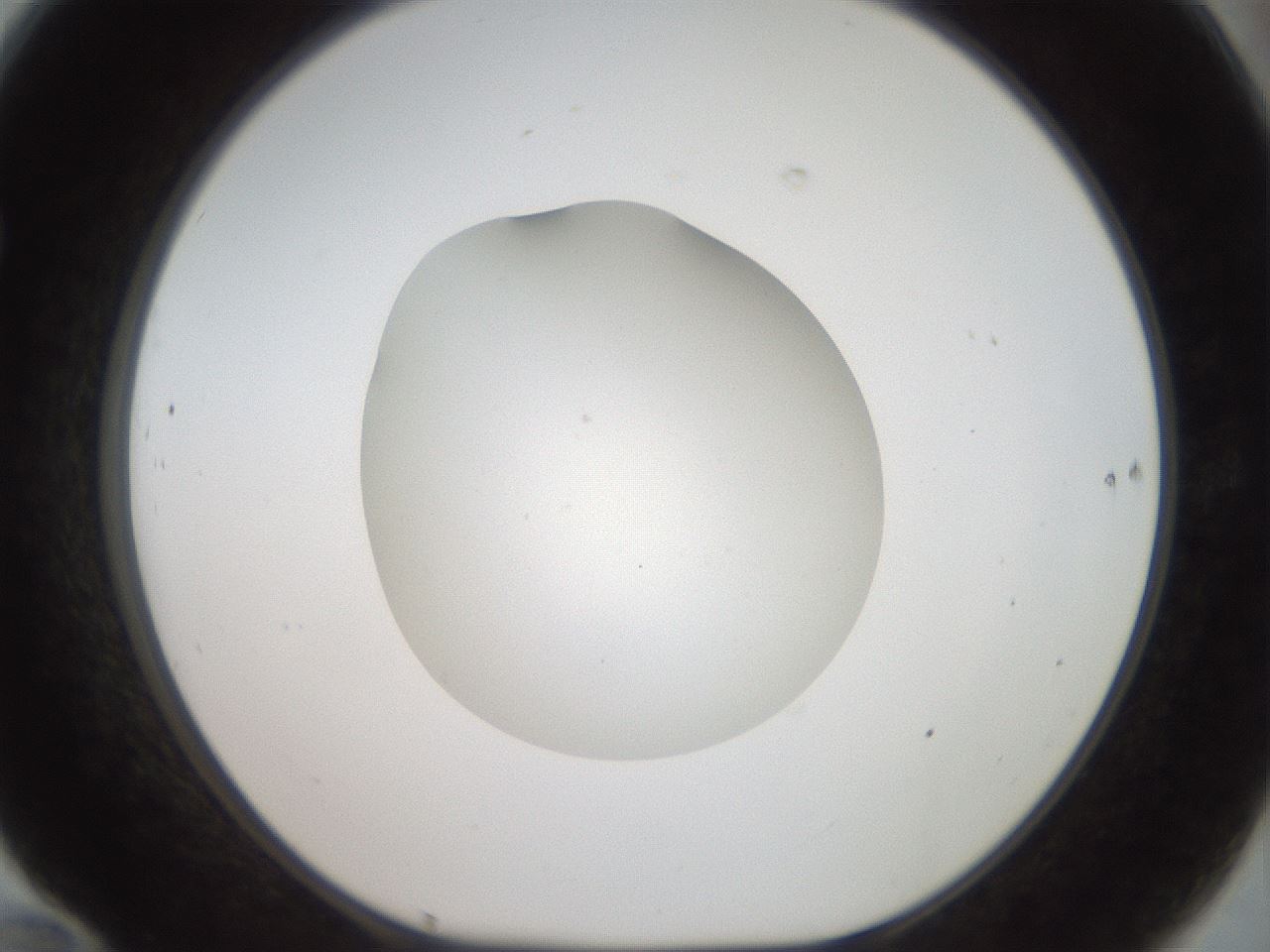 folderID40_plateID2040_batchID9008_wellNum70_profileID1_d1_r137601_ef.jpg