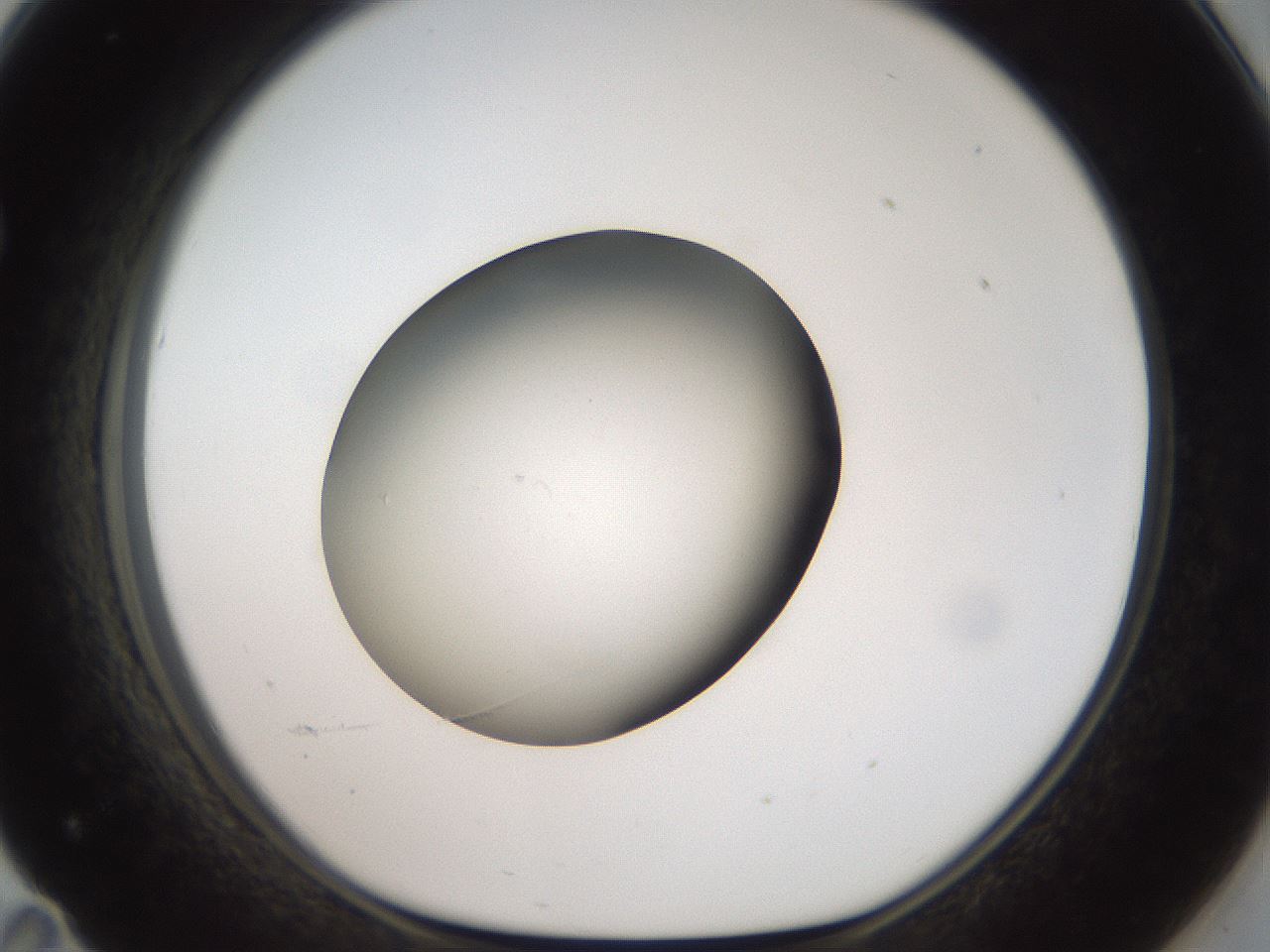 folderID40_plateID2040_batchID9008_wellNum71_profileID1_d1_r137603_ef.jpg