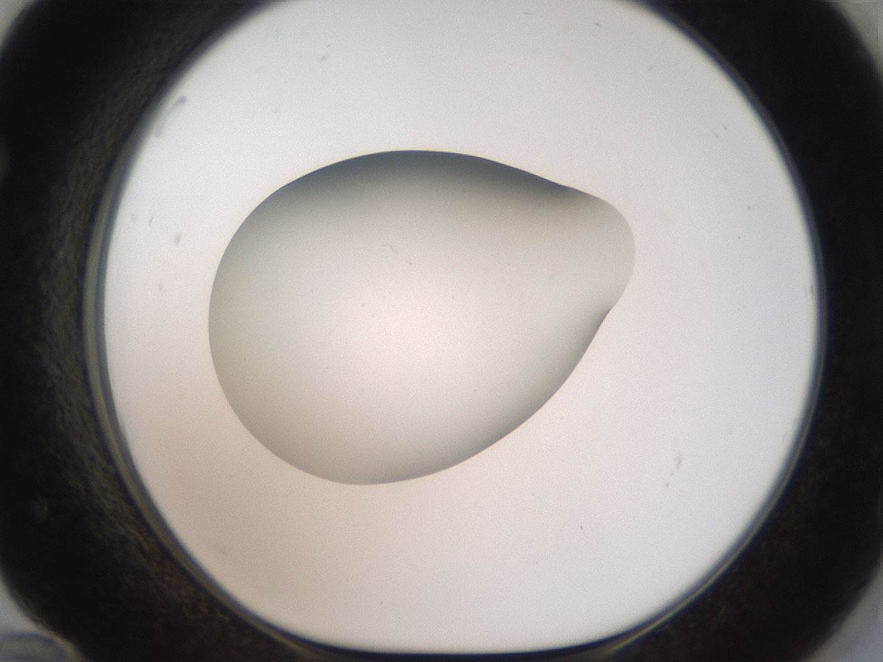 folderID40_plateID2040_batchID9008_wellNum72_profileID1_d1_r137605_ef.jpg