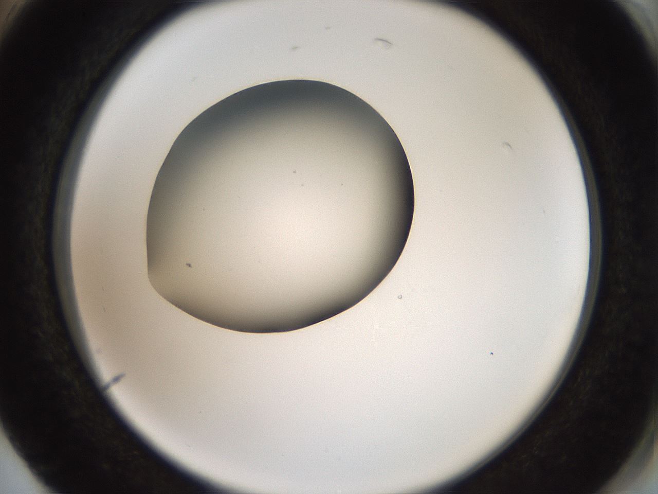 folderID40_plateID2040_batchID9008_wellNum74_profileID1_d2_r137610_ef.jpg
