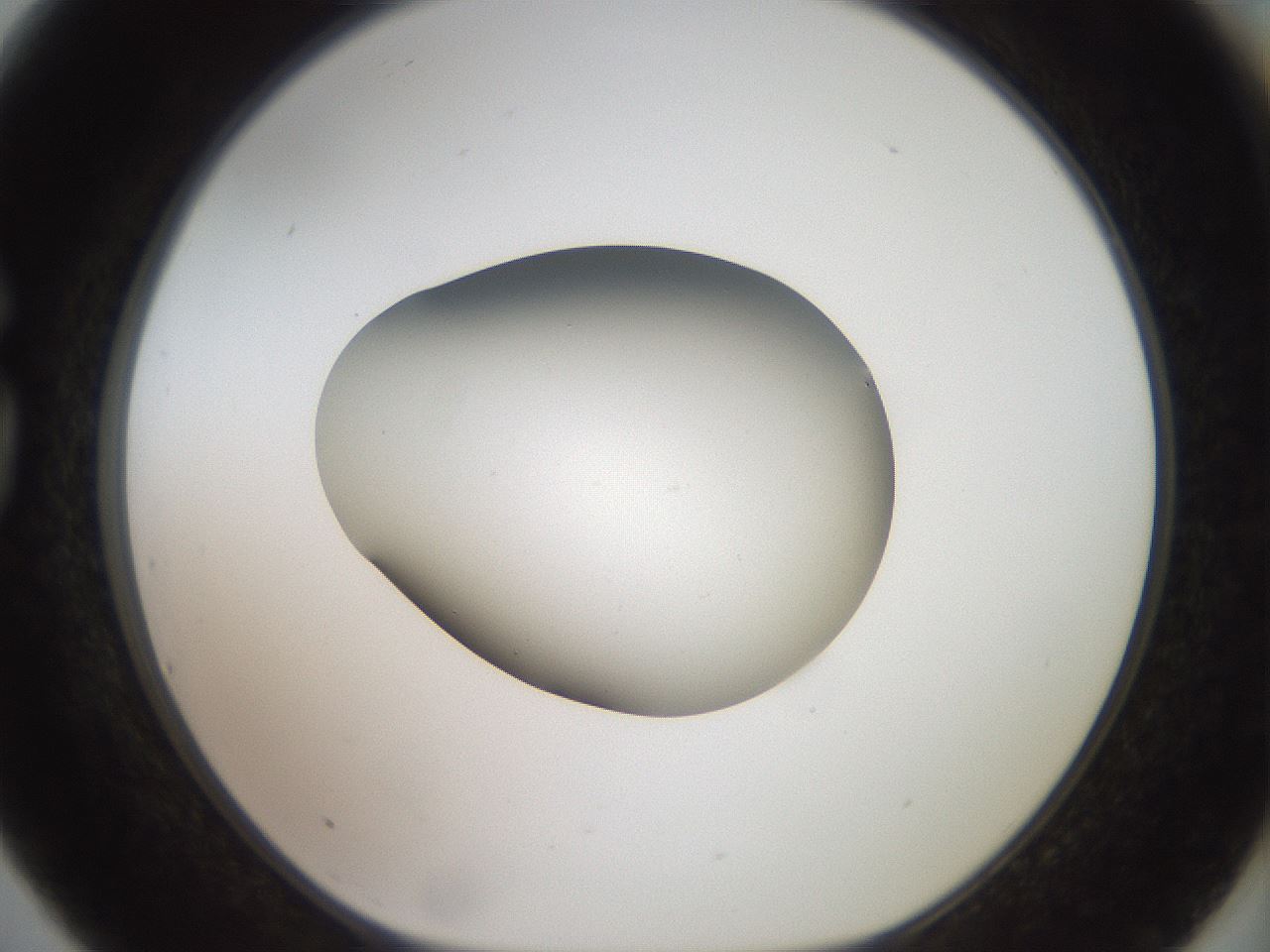 folderID40_plateID2040_batchID9008_wellNum75_profileID1_d1_r137611_ef.jpg