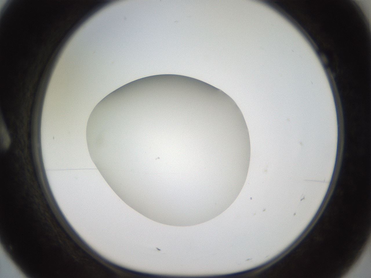 folderID40_plateID2040_batchID9008_wellNum7_profileID1_d1_r137475_ef.jpg