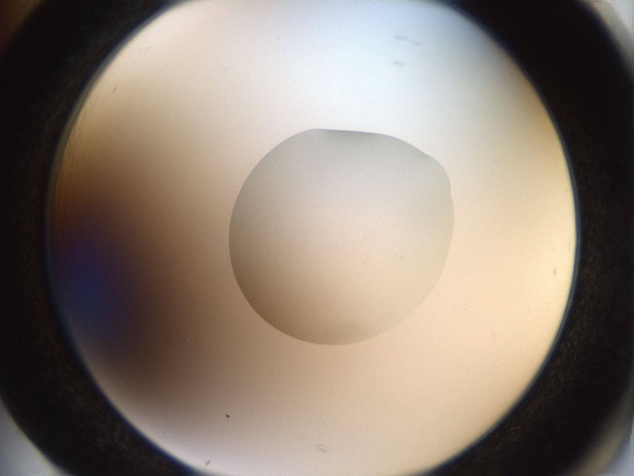 folderID40_plateID2040_batchID9008_wellNum85_profileID1_d2_r137632_ef.jpg